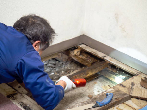 Certified Mold Removal in Federalsburg, MD